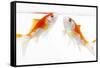 Goldfish Swimming in Water-Herbert Kehrer-Framed Stretched Canvas