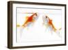 Goldfish Swimming in Water-Herbert Kehrer-Framed Premium Photographic Print