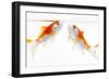 Goldfish Swimming in Water-Herbert Kehrer-Framed Premium Photographic Print