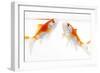 Goldfish Swimming in Water-Herbert Kehrer-Framed Premium Photographic Print