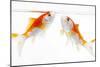 Goldfish Swimming in Water-Herbert Kehrer-Mounted Premium Photographic Print