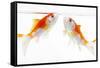 Goldfish Swimming in Water-Herbert Kehrer-Framed Stretched Canvas