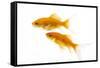 Goldfish Swimming in Water-Herbert Kehrer-Framed Stretched Canvas