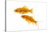 Goldfish Swimming in Water-Herbert Kehrer-Stretched Canvas