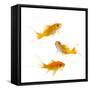 Goldfish Swimming in Water-Herbert Kehrer-Framed Stretched Canvas