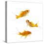 Goldfish Swimming in Water-Herbert Kehrer-Stretched Canvas