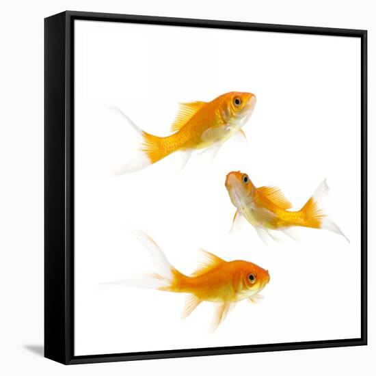 Goldfish Swimming in Water-Herbert Kehrer-Framed Stretched Canvas