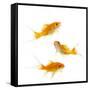 Goldfish Swimming in Water-Herbert Kehrer-Framed Stretched Canvas