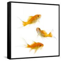 Goldfish Swimming in Water-Herbert Kehrer-Framed Stretched Canvas