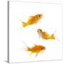 Goldfish Swimming in Water-Herbert Kehrer-Stretched Canvas