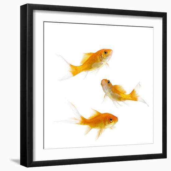 Goldfish Swimming in Water-Herbert Kehrer-Framed Premium Photographic Print