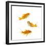 Goldfish Swimming in Water-Herbert Kehrer-Framed Premium Photographic Print