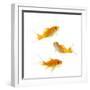 Goldfish Swimming in Water-Herbert Kehrer-Framed Premium Photographic Print
