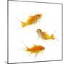 Goldfish Swimming in Water-Herbert Kehrer-Mounted Premium Photographic Print