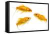 Goldfish Swimming in Water-Herbert Kehrer-Framed Stretched Canvas