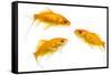 Goldfish Swimming in Water-Herbert Kehrer-Framed Stretched Canvas
