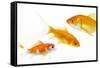 Goldfish Swimming in Water-Herbert Kehrer-Framed Stretched Canvas