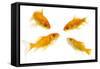 Goldfish Swimming in Water-Herbert Kehrer-Framed Stretched Canvas