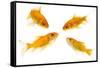 Goldfish Swimming in Water-Herbert Kehrer-Framed Stretched Canvas