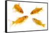 Goldfish Swimming in Water-Herbert Kehrer-Framed Stretched Canvas