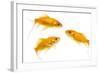 Goldfish Swimming in Water-Herbert Kehrer-Framed Photographic Print