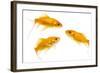 Goldfish Swimming in Water-Herbert Kehrer-Framed Photographic Print