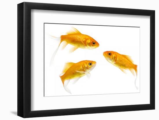 Goldfish Swimming in Water-Herbert Kehrer-Framed Photographic Print