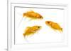 Goldfish Swimming in Water-Herbert Kehrer-Framed Photographic Print