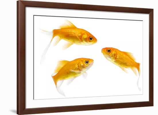 Goldfish Swimming in Water-Herbert Kehrer-Framed Photographic Print