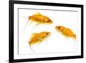 Goldfish Swimming in Water-Herbert Kehrer-Framed Photographic Print