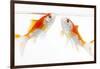 Goldfish Swimming in Water-Herbert Kehrer-Framed Photographic Print