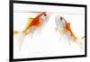 Goldfish Swimming in Water-Herbert Kehrer-Framed Photographic Print