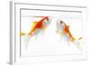 Goldfish Swimming in Water-Herbert Kehrer-Framed Photographic Print