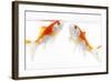 Goldfish Swimming in Water-Herbert Kehrer-Framed Photographic Print