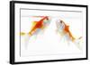 Goldfish Swimming in Water-Herbert Kehrer-Framed Photographic Print