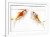 Goldfish Swimming in Water-Herbert Kehrer-Framed Photographic Print