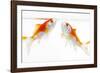 Goldfish Swimming in Water-Herbert Kehrer-Framed Photographic Print