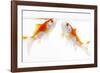 Goldfish Swimming in Water-Herbert Kehrer-Framed Photographic Print