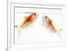 Goldfish Swimming in Water-Herbert Kehrer-Framed Photographic Print