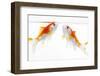 Goldfish Swimming in Water-Herbert Kehrer-Framed Photographic Print