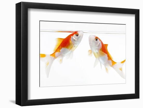 Goldfish Swimming in Water-Herbert Kehrer-Framed Photographic Print