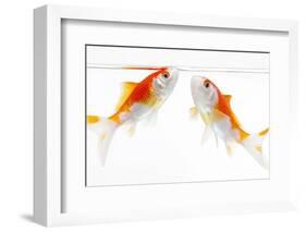 Goldfish Swimming in Water-Herbert Kehrer-Framed Photographic Print