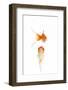 Goldfish Swimming in Water-Herbert Kehrer-Framed Photographic Print