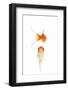 Goldfish Swimming in Water-Herbert Kehrer-Framed Photographic Print