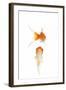 Goldfish Swimming in Water-Herbert Kehrer-Framed Photographic Print