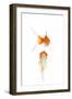 Goldfish Swimming in Water-Herbert Kehrer-Framed Photographic Print