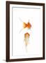 Goldfish Swimming in Water-Herbert Kehrer-Framed Photographic Print