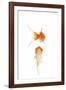 Goldfish Swimming in Water-Herbert Kehrer-Framed Photographic Print