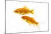 Goldfish Swimming in Water-Herbert Kehrer-Mounted Photographic Print