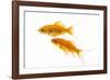 Goldfish Swimming in Water-Herbert Kehrer-Framed Photographic Print